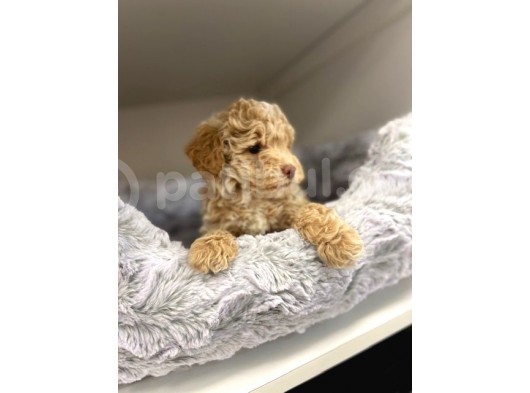 Sağlik Ve Irk Garanti̇li̇  Toy Poodle Yavrularimiz görsel