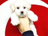 Mükemmel Kalitede Maltese Terrier