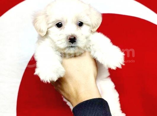 Mükemmel Kalitede Maltese Terrier