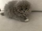 Pofidik Bebeklerimiz  Scottish Fold Yeni Ailesini Bekliyor