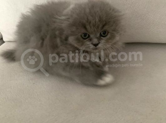 Pofidik Bebeklerimiz  Scottish Fold Yeni Ailesini Bekliyor görsel