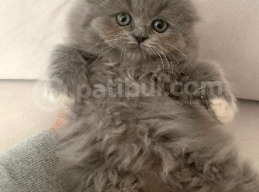 Pofidik Oğlumuz Yeni Ailesini Bekliyor görsel