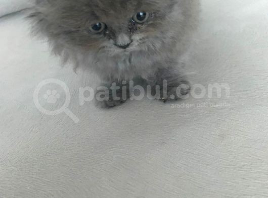 Pofidik Oğlumuz Yeni Ailesini Bekliyor görsel