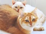 Full Secereli Safkan British Shorthair Oğlumuz