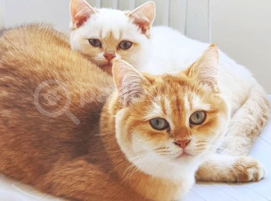 Full Secereli Safkan British Shorthair Oğlumuz görsel