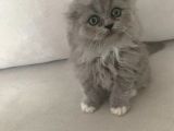 Pofidik Bebeklerimiz  Scottish Fold Yeni Ailesini Bekliyor