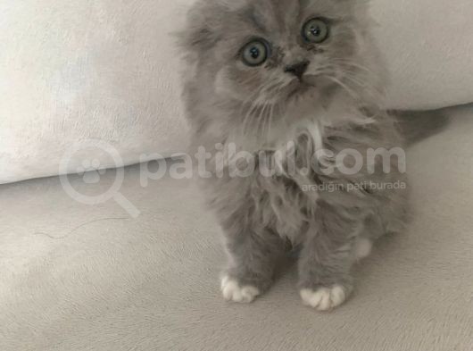 Pofidik Bebeklerimiz  Scottish Fold Yeni Ailesini Bekliyor
