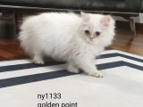 Full Secereli Safkan British Longhair Oğlumuz
