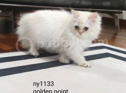 Full Secereli Safkan British Longhair Oğlumuz görsel