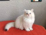 Full Secereli Safkan British Longhair Oğlumuz