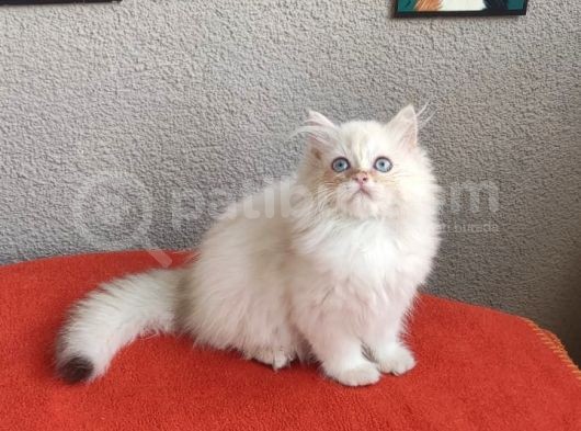 Full Secereli Safkan British Longhair Oğlumuz