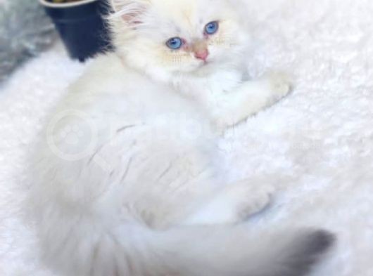 Full Secereli Safkan British Shorthair Oğlumuz görsel