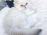 Full Secereli Safkan British Longhair Oğlumuz