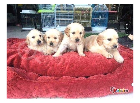 Show Kalite Golden Retti̇ever görsel