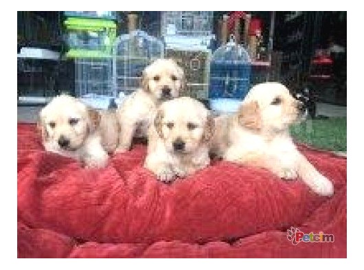 Show Kalite Golden Retti̇ever