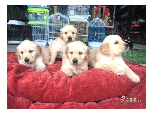Show Kalite Golden Retti̇ever görsel