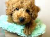 Sağlik Ve Irk Garanti̇li̇ Toy Poodle Yavrum