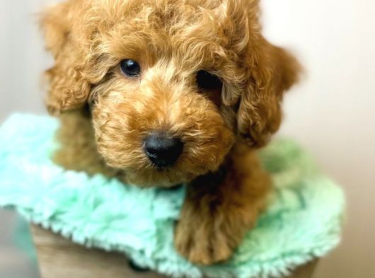 Sağlik Ve Irk Garanti̇li̇ Toy Poodle Yavrum görsel
