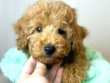 Sağlik Ve Irk Garanti̇li̇ Toy Poodle Yavrum