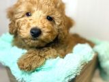 Sağlik Ve Irk Garanti̇li̇ Toy Poodle Yavrum