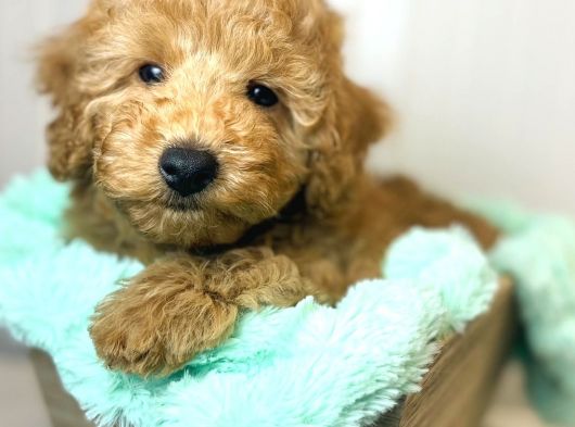 Sağlik Ve Irk Garanti̇li̇ Toy Poodle Yavrum