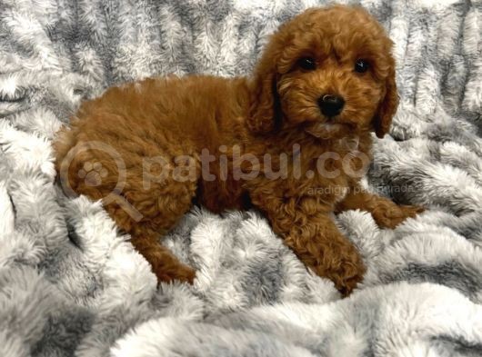 Sağlik Ve Irk Garanti̇li̇ Red Brown Toy Poodle Yavrum