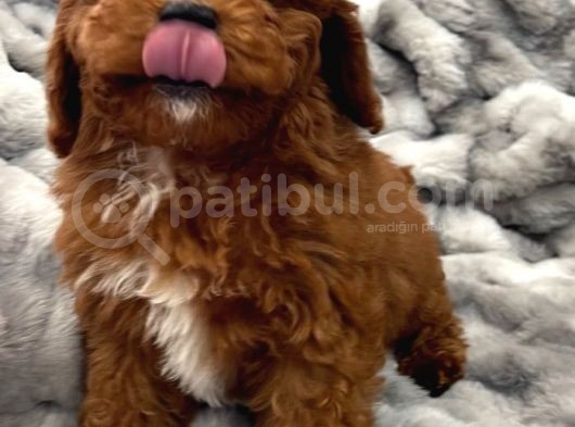 Sağlik Ve Irk Garanti̇li̇ Red Brown Toy Poodle Yavrularimiz görsel