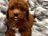 Sağlik Ve Irk Garanti̇li̇ Red Brown Toy Poodle Yavrularimiz