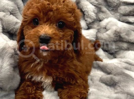 Sağlik Ve Irk Garanti̇li̇ Red Brown Toy Poodle Yavrularimiz