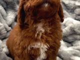 Sağlik Ve Irk Garanti̇li̇ Red Brown Toy Poodle Yavrularimiz