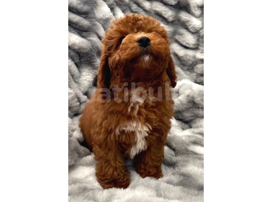 Sağlik Ve Irk Garanti̇li̇ Red Brown Toy Poodle Yavrularimiz görsel