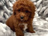 Sağlik Ve Irk Garanti̇li̇ Red Brown Toy Poodle Yavrularimiz