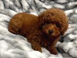Sağlik Ve Irk Garanti̇li̇ Red Brown Toy Poodle Yavrum