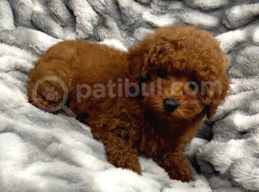 Sağlik Ve Irk Garanti̇li̇ Red Brown Toy Poodle Yavrum