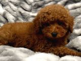 Sağlik Ve Irk Garanti̇li̇ Red Brown Toy Poodle Yavrum