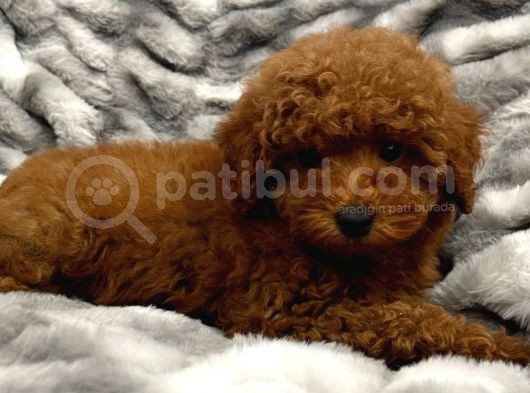 Sağlik Ve Irk Garanti̇li̇ Red Brown Toy Poodle Yavrum görsel