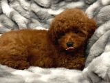 Sağlik Ve Irk Garanti̇li̇ Red Brown Toy Poodle Yavrum