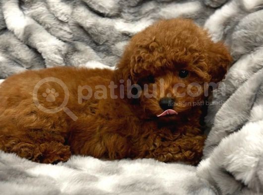 Sağlik Ve Irk Garanti̇li̇ Red Brown Toy Poodle Yavrum görsel