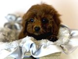 Sağlik Ve Irk Garanti̇li̇ Red Brown Toy Poodle Yavrularimiz