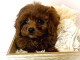 Sağlik Ve Irk Garanti̇li̇ Red Brown Toy Poodle Yavrularimiz
