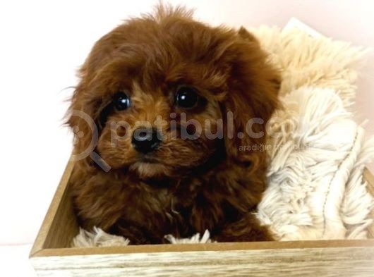 Sağlik Ve Irk Garanti̇li̇ Red Brown Toy Poodle Yavrularimiz görsel