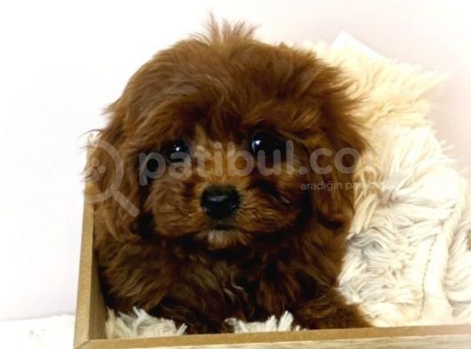 Sağlik Ve Irk Garanti̇li̇ Red Brown Toy Poodle Yavrularimiz