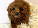 Sağlik Ve Irk Garanti̇li̇ Red Brown Toy Poodle Yavrularimiz