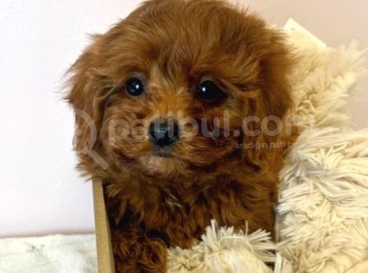 Sağlik Ve Irk Garanti̇li̇ Red Brown Toy Poodle Yavrularimiz görsel