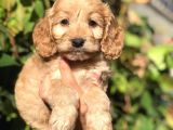 Babyface Maltıpoo