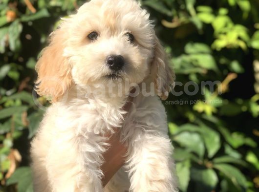 Latte Renk Maltıpoo görsel