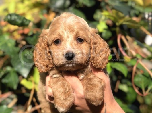 Orjinal Maltıpoo görsel