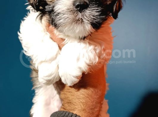 Shihtzu Yavrumuz görsel