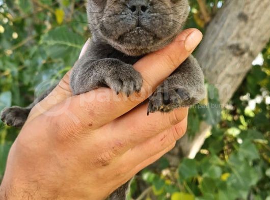 Yavru French Bulldog görsel