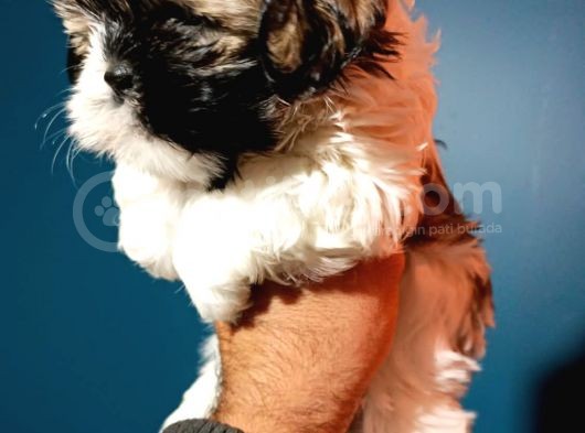 Show Kalite Shıh Tzu Yavrular görsel